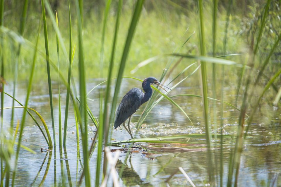 tricolored heron hunting