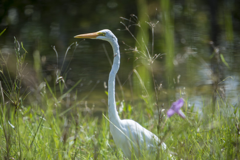 great white egret