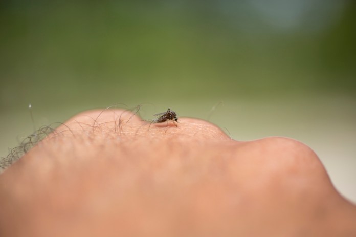 mosquito on human hand