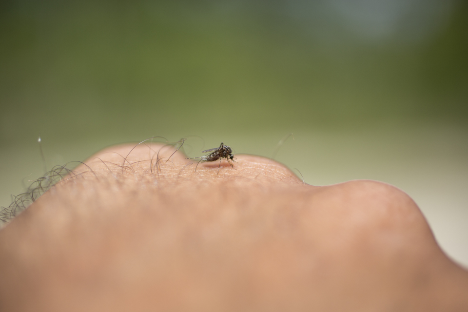 mosquito on human hand