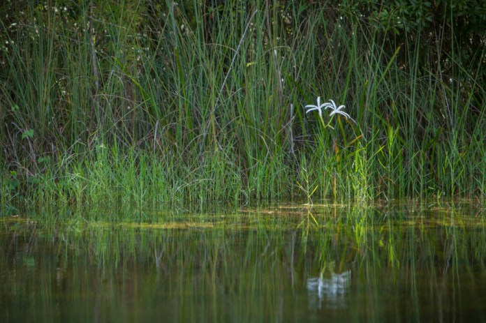 swamp lilies