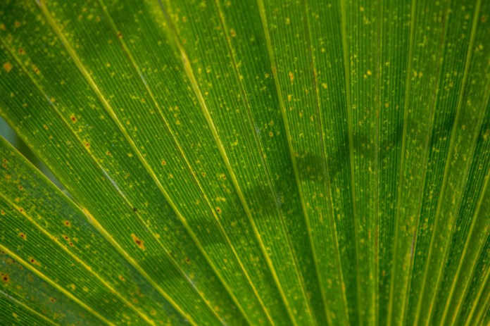 dwarf palmetto detail