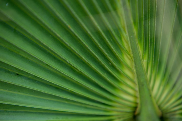 dwarf palmetto detail