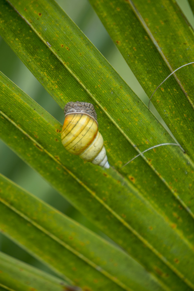 lingus tree snail