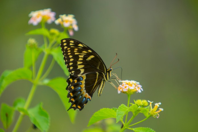giant swallowtail butterfly