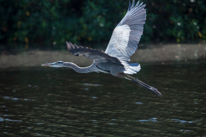 great blue heron in flight at flamingo bay