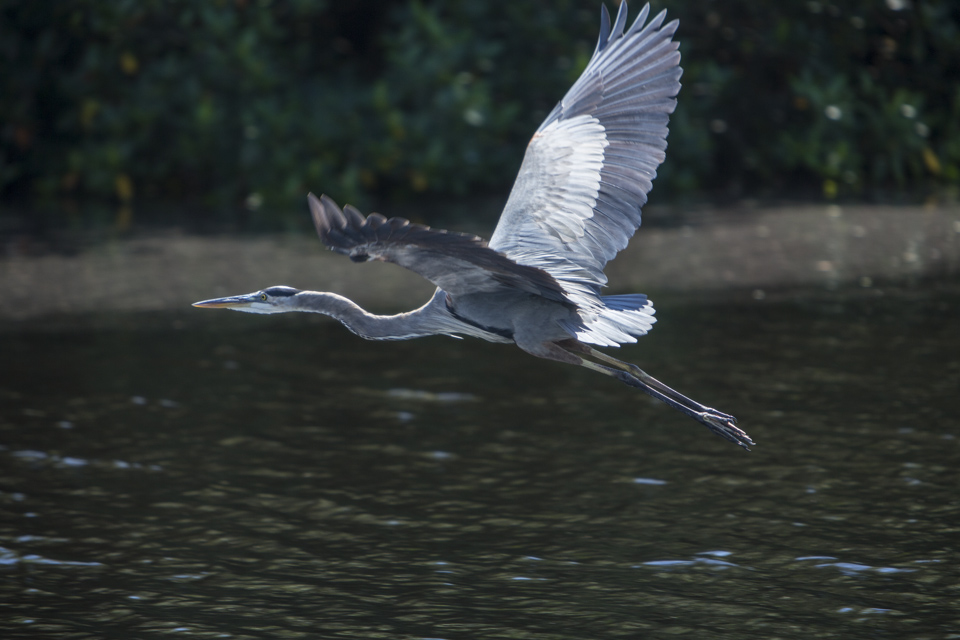great blue heron in flight at flamingo bay