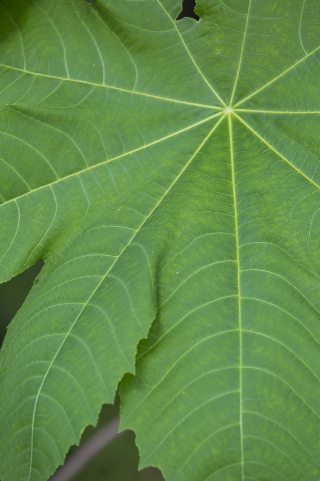 leaf detail