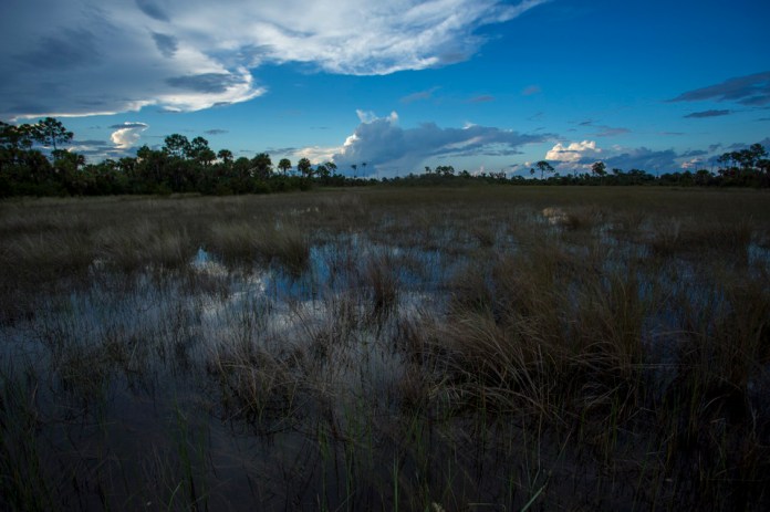 sunset over the river of grass and pine forests near bear island campground