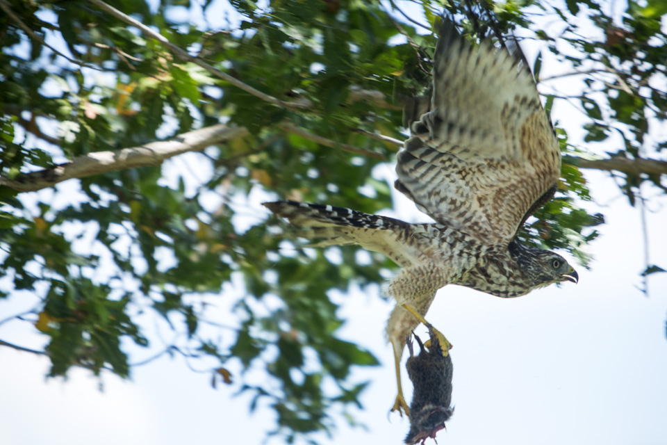 red shouldered hawk with kill