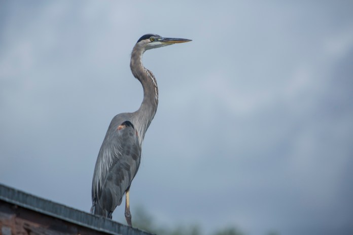 great blue heron