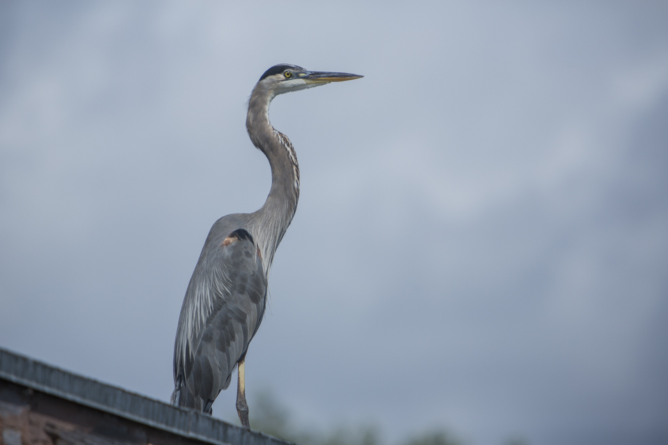 great blue heron