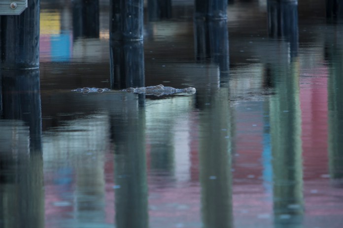american crocodile at flamingo bay