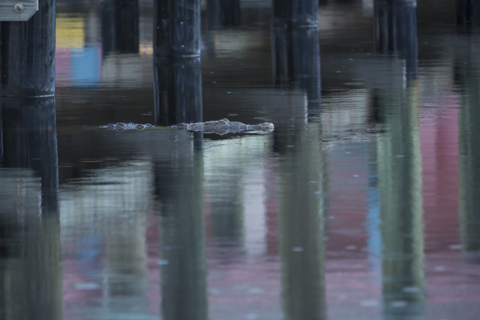 american crocodile at flamingo bay