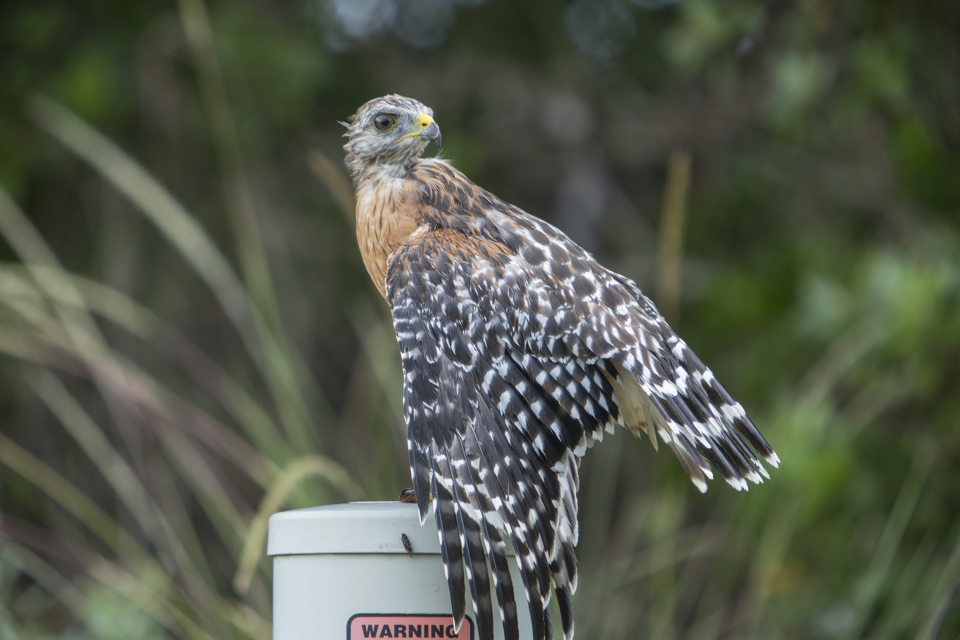 red shouldered hawk drying off after rain