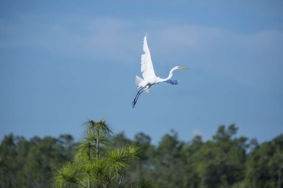 great white egret