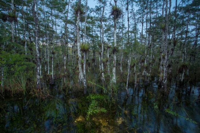 cypress forest swamp landscape