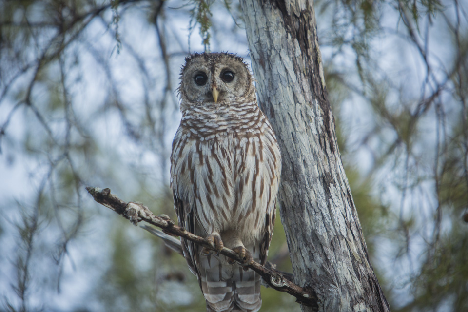 barred owl at dawn