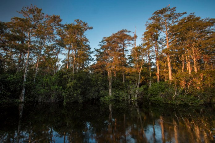 cypress forest swamp landscape