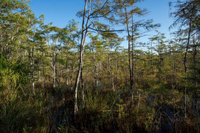 cypress forest swamp landscape