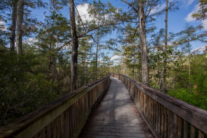 boardwalk trail in big cypress national preserve
