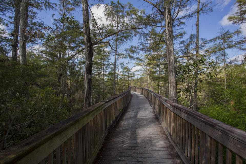 boardwalk trail in big cypress national preserve