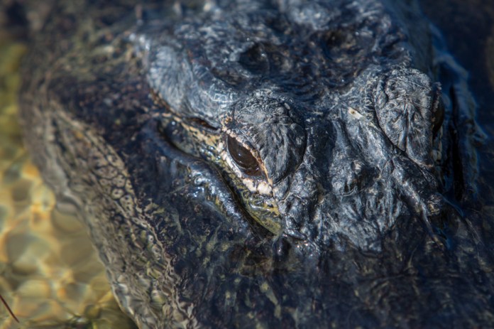 american alligator at long pine key