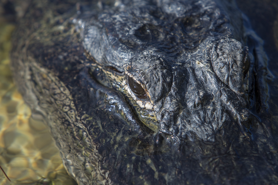 american alligator at long pine key