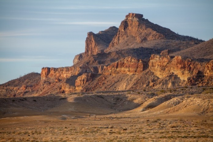 A lone coyote wanders the desert in Big Bend National Park, Texas