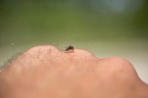 mosquito on human hand
