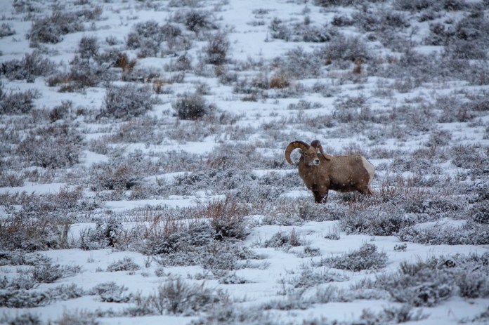 Lone Big Horn Sheep in the snow near Jackson, WY