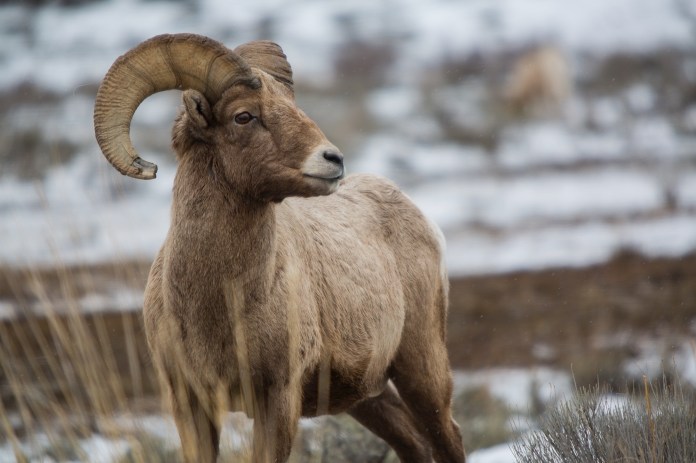 Lone Big Horn Sheep in the snow near Jackson, WY