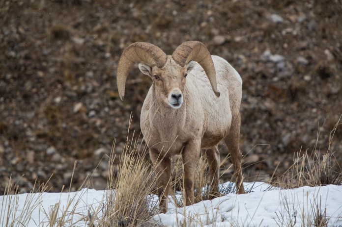 Lone Big Horn Sheep in the snow near Jackson, WY