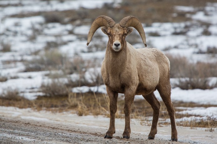 Lone Big Horn Sheep in the snow near Jackson, WY