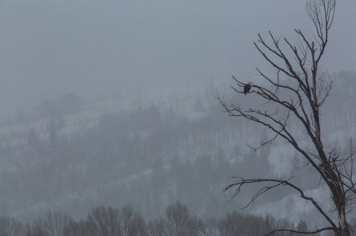 A bald eagle perched in a bare tree in Grand Teton National Park in the winter