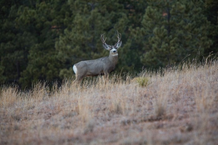 White tail buck in the brush