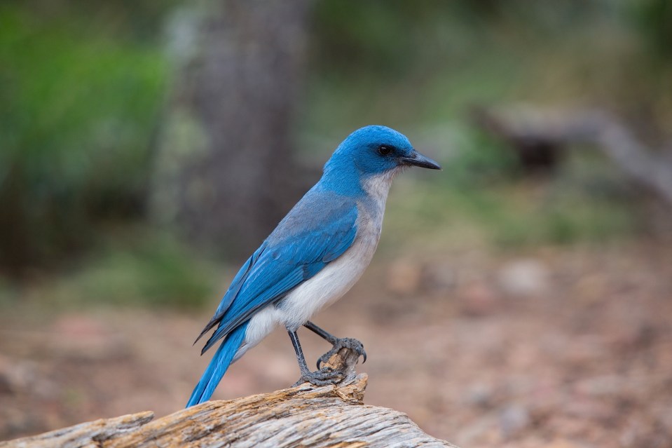 ARS_BBNP_150408_9788