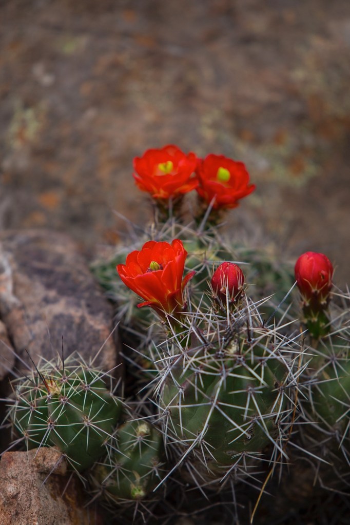 ARS_BBNP_150408_9800