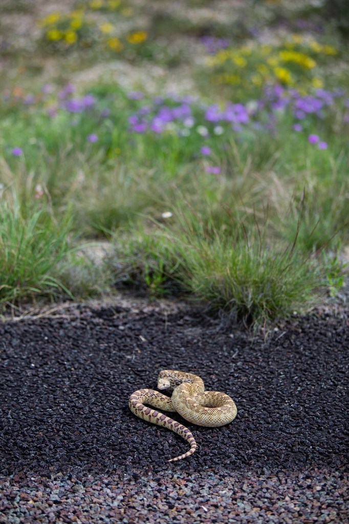 ARS_BBNP_150409_0283