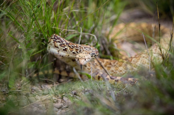 ARS_BBNP_150409_0295