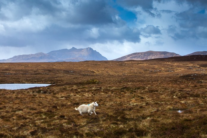 A lone sheep trots across the landscape at Clair-loch mor