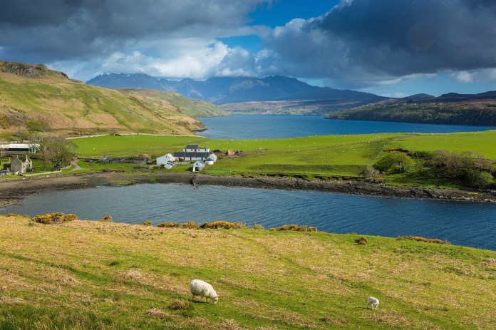Sheep at pature, gesto bay, and Loch Harport, with Cuillin Hills, Isle of Skye