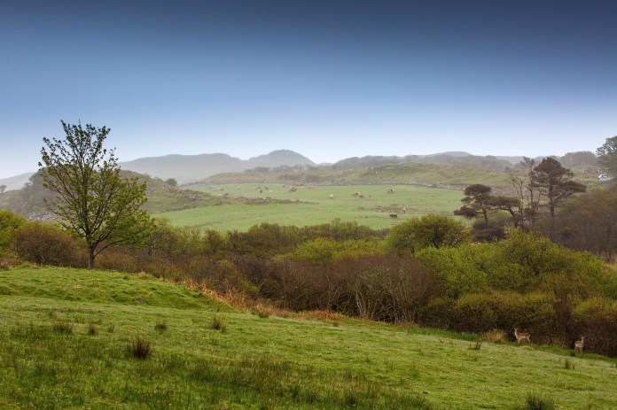 The hills of Ardmore with red deer