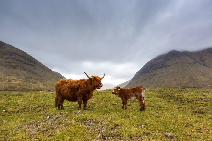 Highland cattle in spring