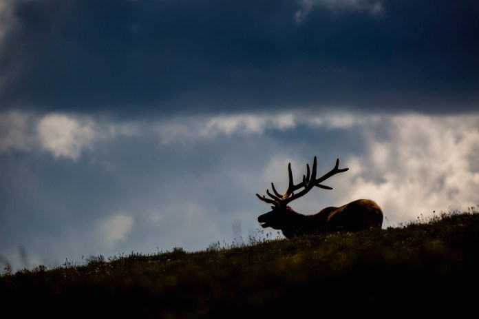 Rocky Mountain Bull Elk, Rocky Mountain National Park, CO