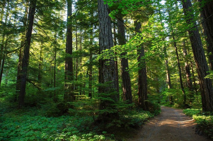 Camping in Gifford Pinchot National Forest