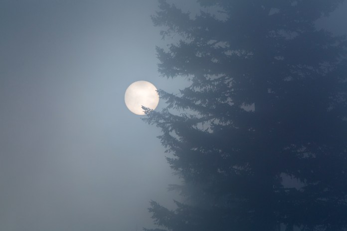 early morning fog and trees