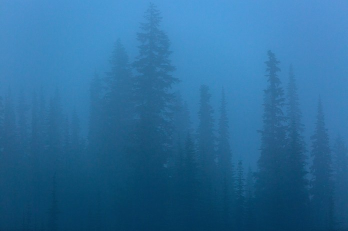 early morning fog and trees