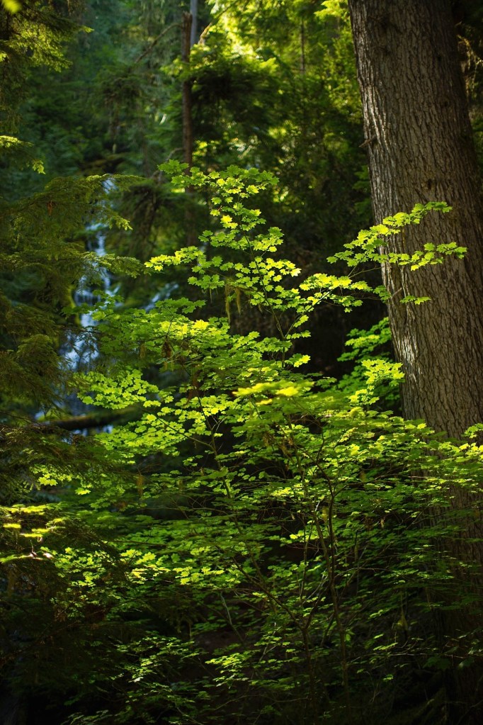 Proxy Falls