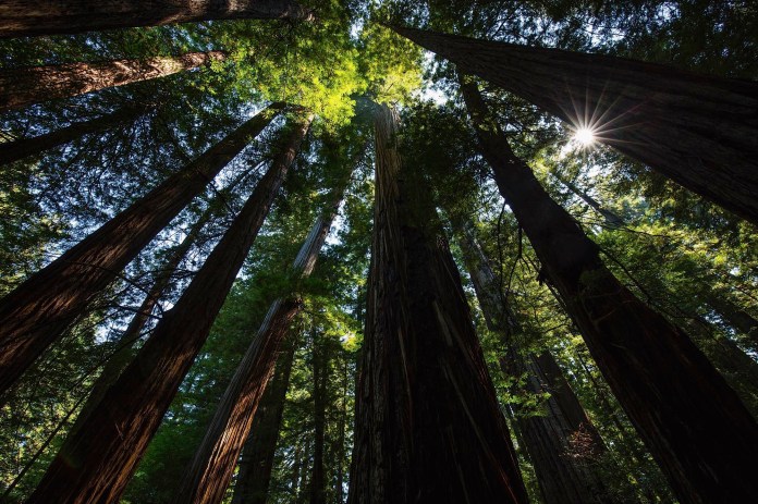 Massive old-growth trees in Humboldt Redwoods State/ National Park